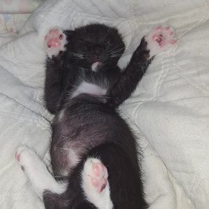 Meet your Posher, Samantha